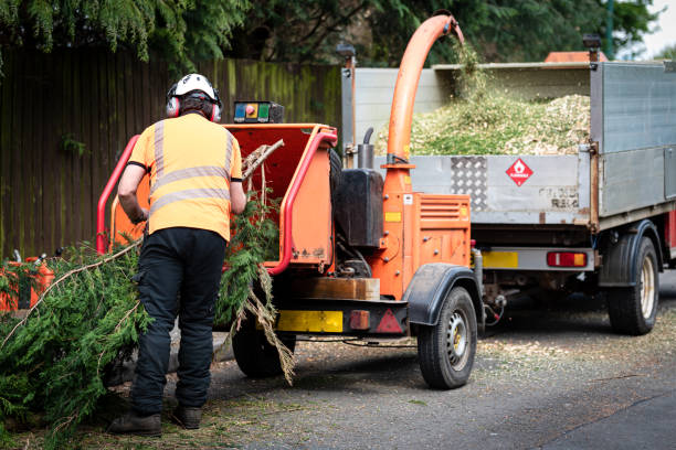 Best Storm Damage Tree Cleanup  in Lorane, PA