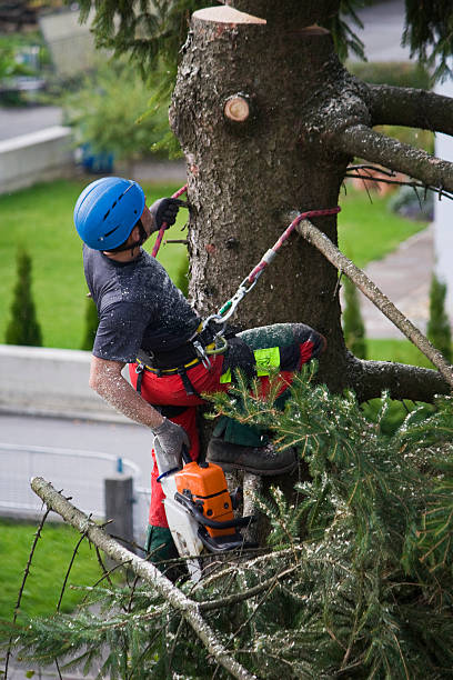 Best Leaf Removal  in Lorane, PA