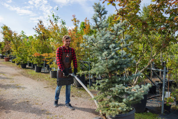 Best Root Management and Removal  in Lorane, PA